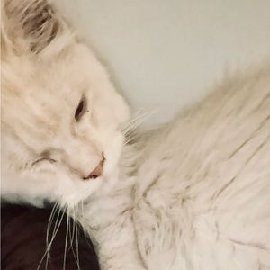 Meet your Posher, Lillian